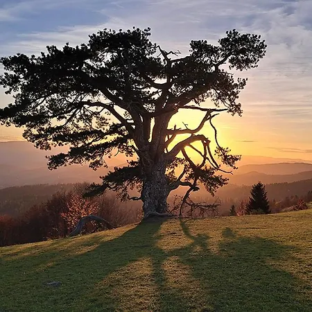 Bjance Lux דירה *